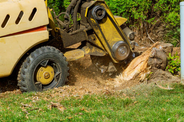 Best Stump Grinding Near Me  in West Liberty, KY